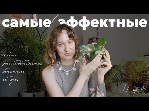 Видео: 24 самых эффектных комнатных растения на сегодня ✨🌿// ep. 05