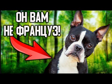 Видео: ФРАНЦУЗСКИЙ бульдог и БОСТОН. Основные различия