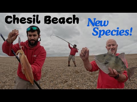 Видео: Рыбалка на великолепном пляже Чесил — куча рыбы, и мне попался новый вид!