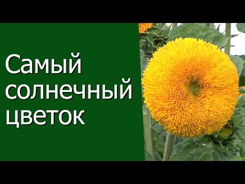 Видео: Самый солнечный цветок