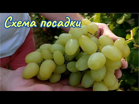 Видео: Уплотнённая схема посадки винограда.