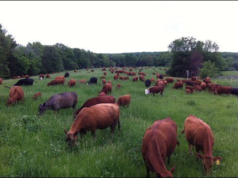 Видео: Чтобы получить максимальную прибыль от пастбищ, сосредоточьтесь на быстрых весенних перемещениях!