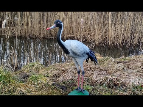 Видео: DIY Журавль из цемента и пластиковой бутылки