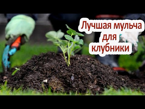 Видео: Лучшая мульча для клубники весной повысит урожайность / Чем мульчировать клубнику?