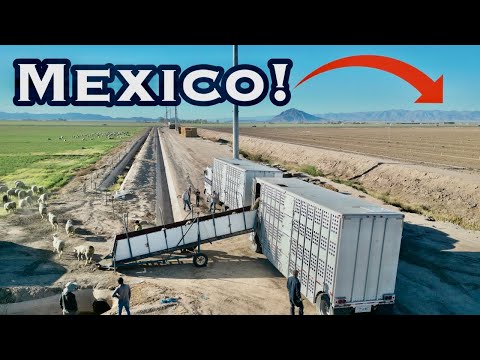 Видео: Водители ранчо: Сильная засуха заставляет нас проезжать 1400 миль за зимним кормом!