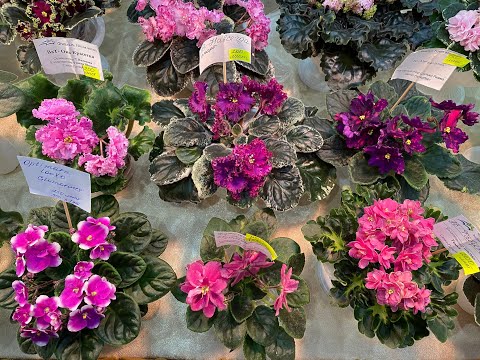 Видео: ВЫСТАВКА ФИАЛОК САНКТ ПЕТЕРБУРГ 27 11 2024