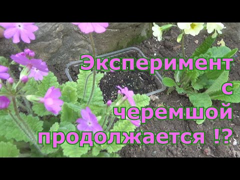Видео: Когда ждать всходов черемши? Выращивание черемши из семян. Как вырастить черемшу в Подмосковье