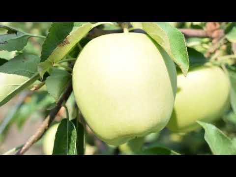 Видео: ЯБЛОЧНЫЙ САД. Садите, выращивайте и кушайте яблоки.