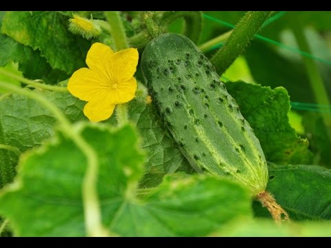 Видео: Как прорастить семена огурцов -100% способ!