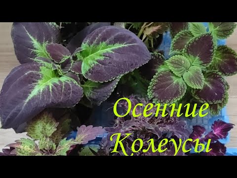 Видео: Колеусы с осенним окрасом. Первая часть.