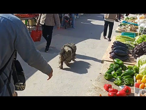 Видео: Я не собачник, но в тот день я вернулся ради него.