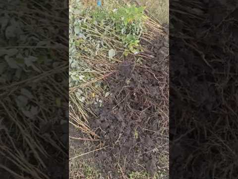 Видео: Малиновое дерево Таруса, опт и розница.