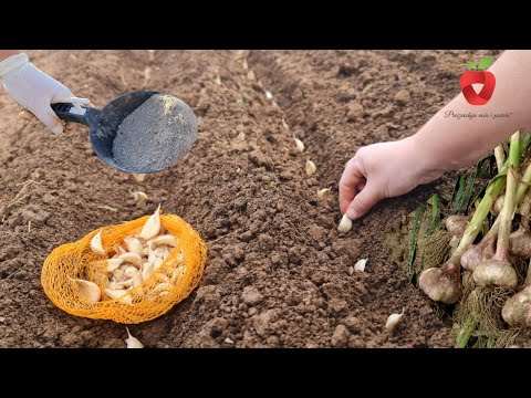 Видео: Удвойте урожайность чеснока: перед посадкой обязательно добавьте его в почву.