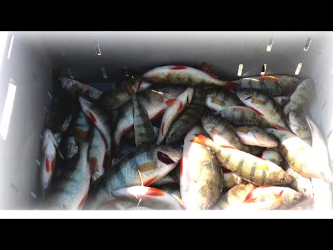 Видео: Рыбалка на спиннинг, целую кучу окуня на вертушку наловил!