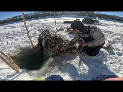 Видео: РЫБАЛКА УДАЛАСЬ! 300КГ РЫБЫ ЗА ОДНУ ПРОВЕРКУ! ФИТИЛЬ НА РЕКЕ #НАЛИМ #ФИТИЛЬ #ВЕНТЕРЬ #ПОСТАВЬЛАЙК