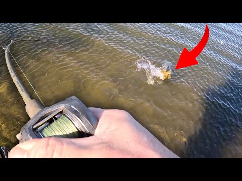 Видео: Эти щуки просто сошли с ума от этой приманки!! Испытание приманки EP.2 Savage Gear Collapser