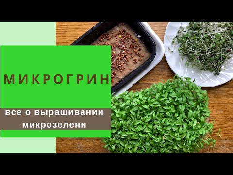 Видео: МИКРОГРИН - как вырастить полезную микрозелень дома за 5 дней!