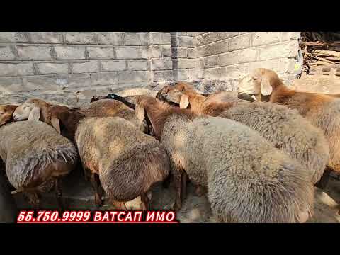 Видео: СТОП ФУРУХТА ШУДАН  Ш.ИСТАРАВШАН