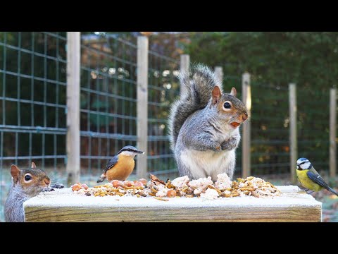 Видео: Для кошек видео 😸 Птицы и белки едят, когда тает мороз 🐿 Птицы для кошек HDR