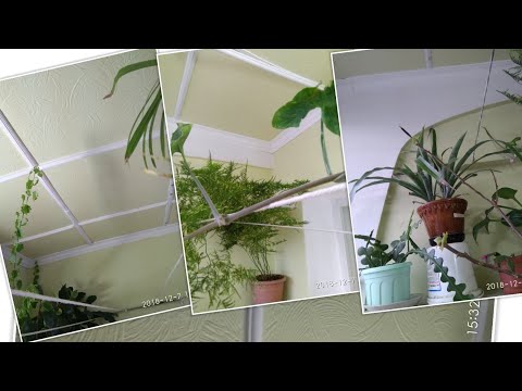 Видео: как утеплены наши лоджии,и как я поддерживаю температуру для цветов в зимнее время