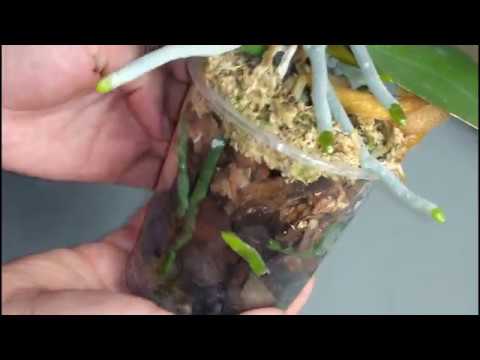 Видео: Phal.  Kaoda Twinkle Омоложение.