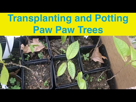 Видео: Пересадка и пересадка азимины