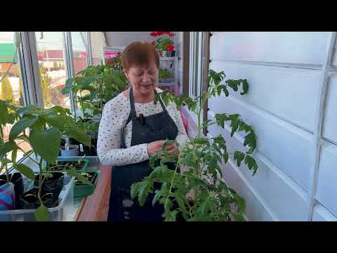 Видео: Томаты в мешках - подкормка и уход. Рассада салата.