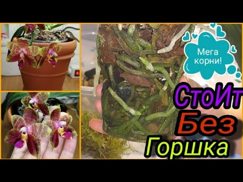 Видео: Перевалка фаленопсиса в большой горшок.  Корни ШИК! Как быть с грибницей в горшке.