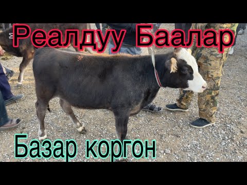 Видео: 7 сентябр 2025 Базар коргон Мал базары реалдуу Баалар базар кандай болду 