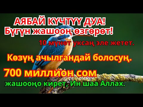 Видео: Эң күчтүү дуба акчаны агызат, карыз жок болуп жашооңдо тынчтык жана кубаныч келет |