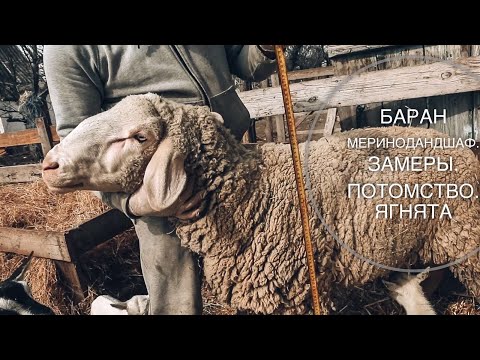Видео: Баран Мериноландшаф. Замеры. Потомство. Ягнята.