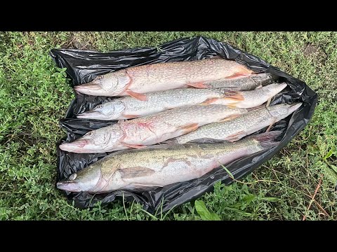 Видео: РЫБАЛКА. р.Обь База Щукарь.Алтайский край. 