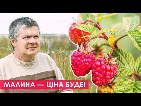 Видео: Отримуй граний врожай малини! Всі секрети вирощування малини та заробітку на ній