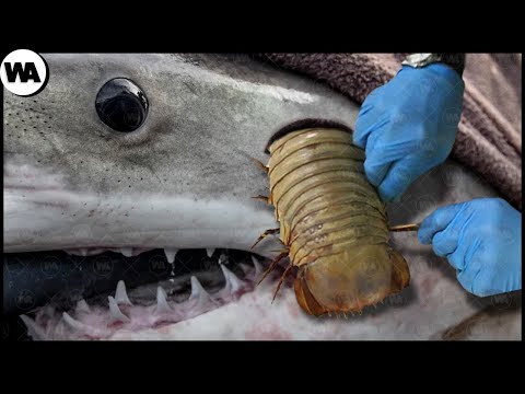 Видео: Вот Чего Боятся Все Акулы