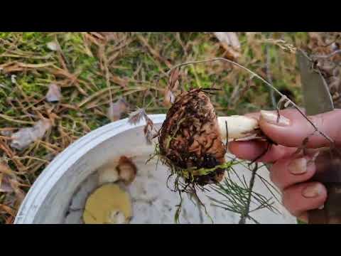 Видео: Целую неделю ждали- и вот он ,грибной день!
