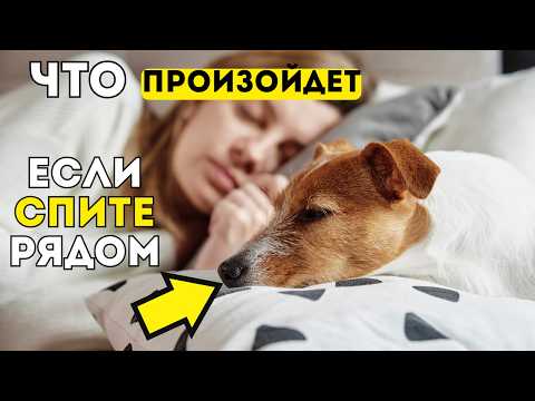 Видео: Спите с собакой? Никто не говорил вам об ЭТОМ последствии!