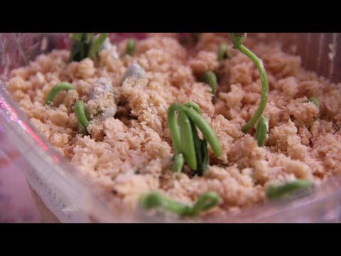 Видео: Стоит ли проращивать семена в опилках. Для тех, кто все еще сомневается.