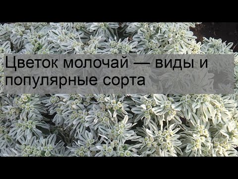 Видео: Цветок молочай — виды и популярные сорта