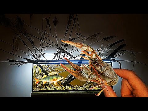 Видео: Запустил к дикому ОКУНЮ дикого РАКА