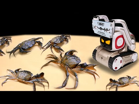 Видео: ЧТО ЕСЛИ РОБОТ ANKI COZMO УВИДИТ 100 ОГРОМНЫХ КРАБОВ? ИСКУССТВЕННЫЙ ИНТЕЛЛЕКТ ПОДРАЛСЯ С КРАБОМ!