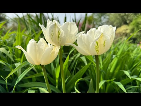 Видео: Прогулка по парку / школьному саду в г. Любек  / Германия 🌟Lübecker Schulgarten 🌟