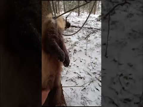 Видео: Проверка капканов. Сперли капкан.