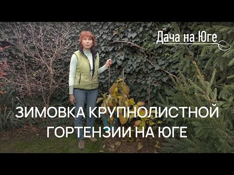 Видео: Дача на Юге - Зимовка крупнолистной гортензии на Юге