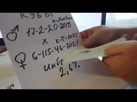 Видео: Информация по маткам на 2024