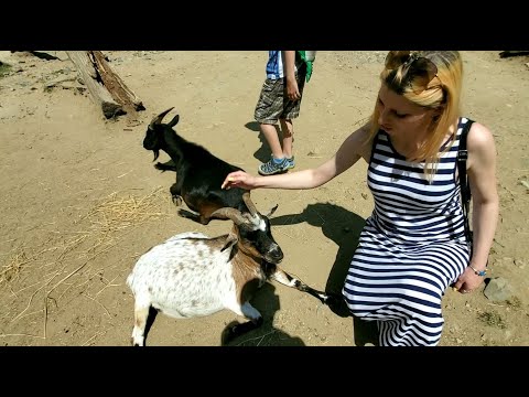 Видео: ZOO BRNO Зоопарк Брна и вкусные суши