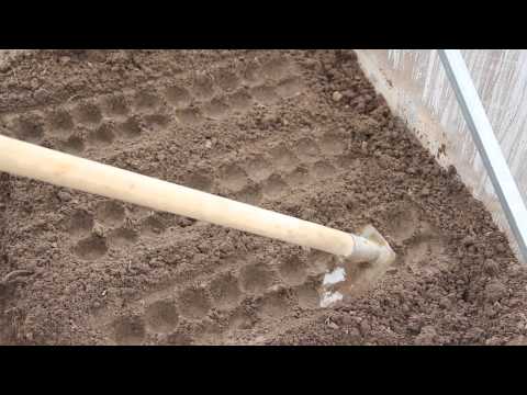 Видео: Маленькая хитрость при посадке редиса.