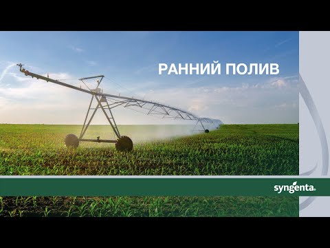Видео: Ранний полив кукурузы: да или нет?