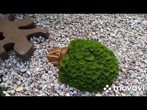 Видео: 🌼Цветы для осени. Как сделать красивый осенний сад.