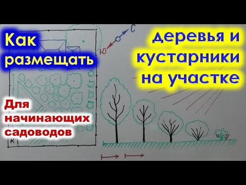 Видео: РАЗМЕЩЕНИЕ ДЕРЕВЬЕВ и кустарников на участке