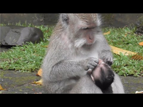 Видео: Бедный Додо, мамочка Сирен взяла у него кукурузу [Маленькая обезьянка Додо крепкая и сильная]